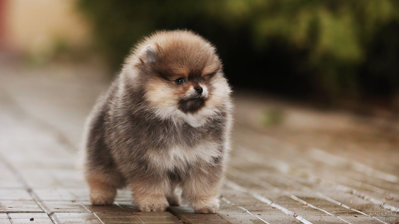 Шпиц Киев